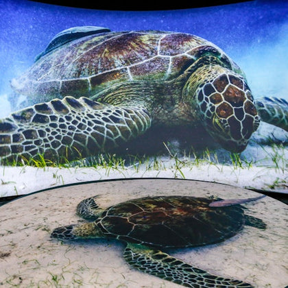 Aquarium of the Pacific: Membership Voucher