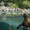 Inside Central Park Zoo