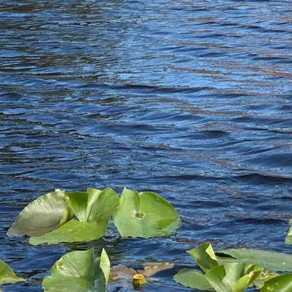 everglades