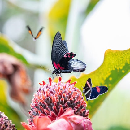 Cockrell Butterfly Center at the Houston Museum of Natural Science: Entry Ticket