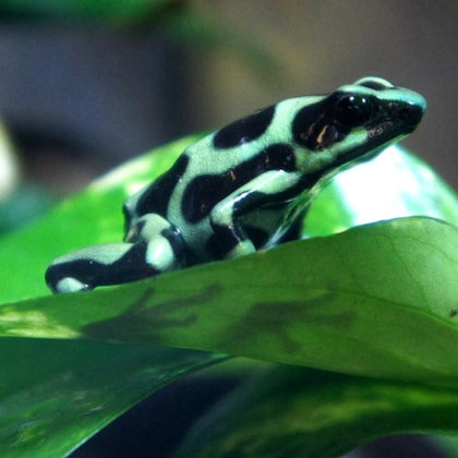 Green & Black tree frog