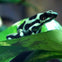 Green & Black tree frog