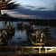 Everglades: Gator Nights 60-Minute Airboat Adventure