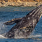 Long Beach Whale Watching & Dolphin