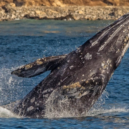 Long Beach Whale Watching & Dolphin