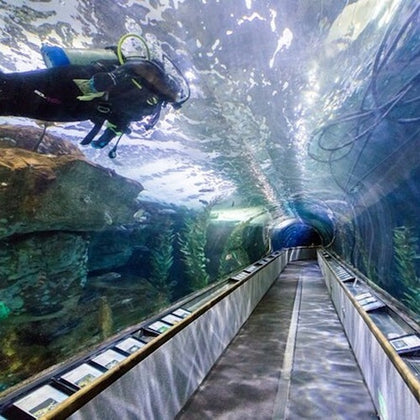 Aquarium Of the Bay 