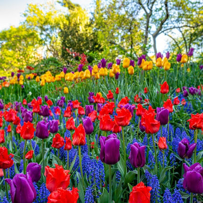 Central Park