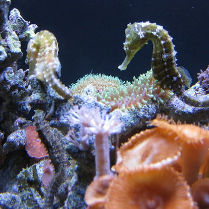 Downtown Aquarium Houston: Entry Ticket