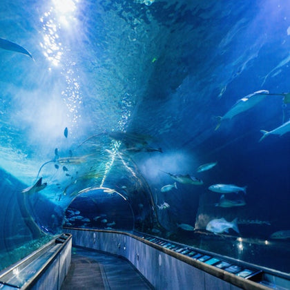 Aquarium of the Bay