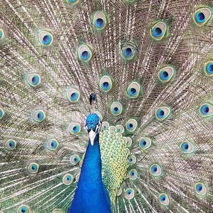 Downtown Aquarium Houston: Entry Ticket