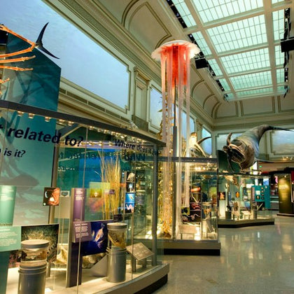 A museum exhibit featuring aquatic life displays, a large jellyfish model, and a shark sculpture in a well-lit gallery.