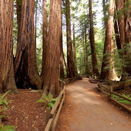 Muir Woods National Monument