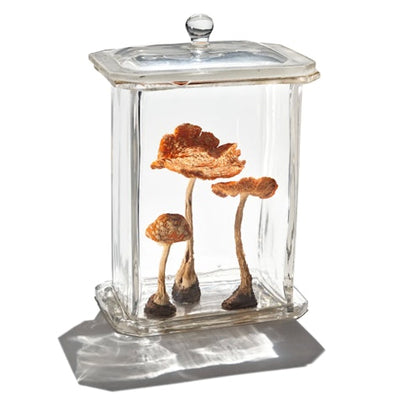 Three dried mushrooms displayed in a clear rectangular glass jar with a lid, lit by soft light casting shadows.