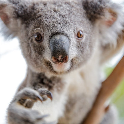 Sydney: Ultimate Pass with 5 Attractions