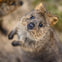 A close-up of a quokka looking up with a curious expression, with blurred background and another quokka partially visible.
