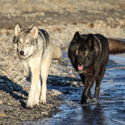 Yamnuska Wolfdog Sanctuary: Entry Ticket + Guided Tour