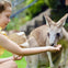 Hand-feeding kangaroos