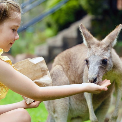 Hand-feeding kangaroos