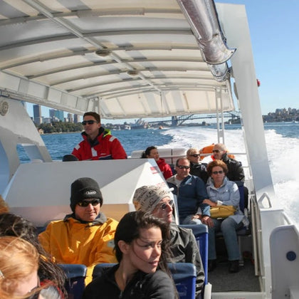2.5hr Adventure Whale Watching Cruise