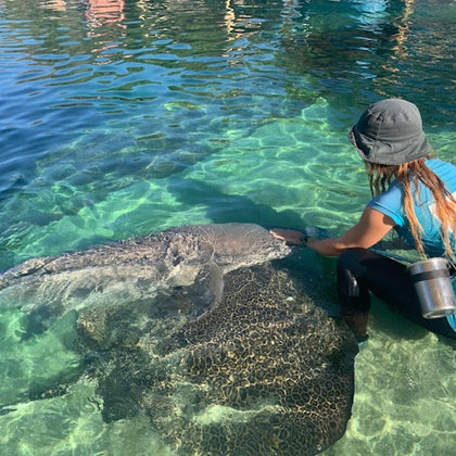 Irukandji Shark & Ray Encounters