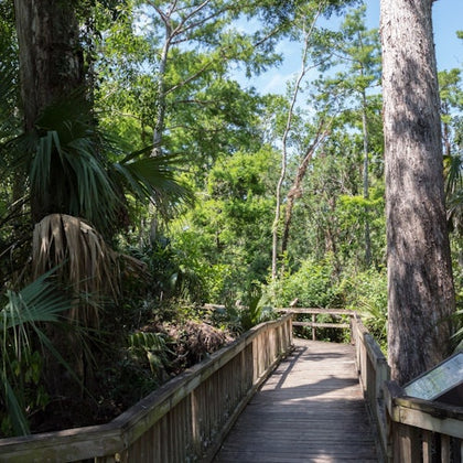 Big Cypress