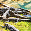 Gator Pond