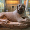 A large stone sculpture of a lion in a museum setting, with other artifacts and display cases visible in the background.