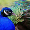 Flamingo Gardens: Skip The Line Ticket