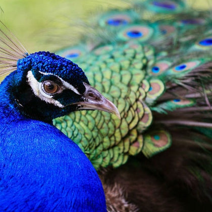 Flamingo Gardens: Skip The Line Ticket