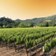 From San Francisco: Napa & Sonoma Valley Full Day Wine Tour