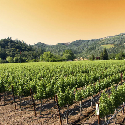From San Francisco: Napa & Sonoma Valley Full Day Wine Tour