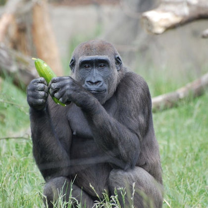 A female gorilla