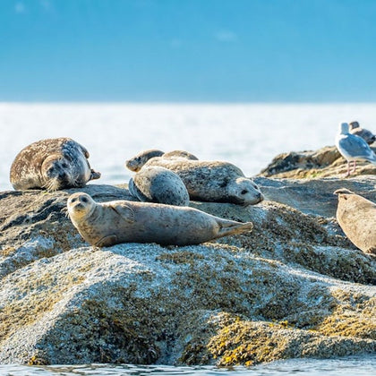 Vancouver: City and Seal Cruise