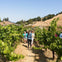 From San Francisco: Napa & Sonoma Valley Full Day Wine Tour