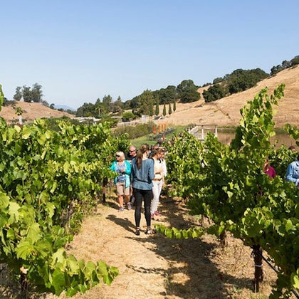 From San Francisco: Napa & Sonoma Valley Full Day Wine Tour
