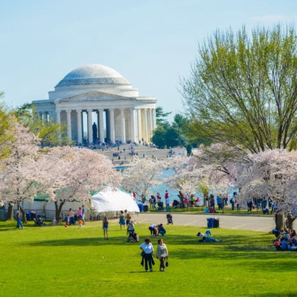 A park with people enjoying the outdoors near blooming cherry blossom trees, with the Jefferson Memorial visible in the background.