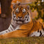 A tiger lying on grass, with a blurry background of trees and a fence.
