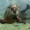A playful otter swims underwater, extending its paws and blowing bubbles as it looks toward the camera.