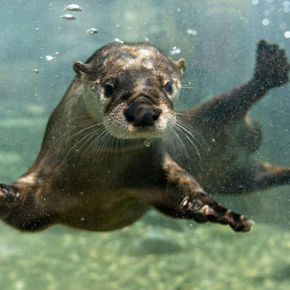 A playful otter swims underwater, extending its paws and blowing bubbles as it looks toward the camera.
