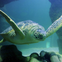 SEA LIFE Aquarium at American Dream: General Admission