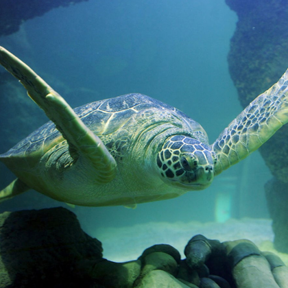 SEA LIFE Aquarium at American Dream: General Admission