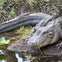 Momma gator 