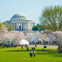 A park with people enjoying the outdoors, surrounded by blooming cherry blossoms, with a domed building in the background.