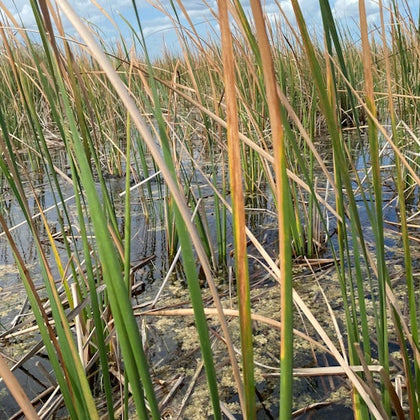 everglades