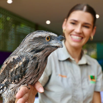 Zookeeper holding a Tawny frogmouth