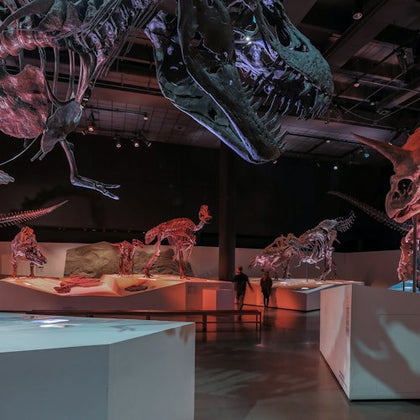 A dimly lit museum exhibit with various dinosaur skeletons displayed, including a large T. rex and triceratops.