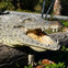 Alligator
