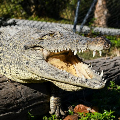 Alligator