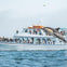 A dolphin leaps out of the water near a boatful of people watching, labeled "Explorer."
