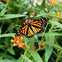 A monarch butterfly rests on vibrant orange and yellow flowers surrounded by green leaves.